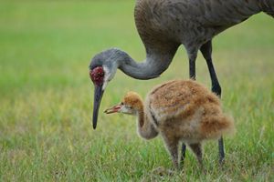 Parent and sandhill crane baby colt sharing seed at The Disney Wilderness Preserve.
