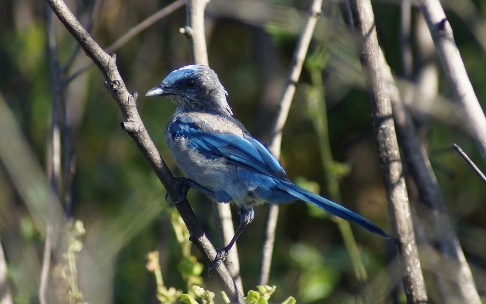 Florida scrub-jay perched in a tree at Disney Wilderness Preserve.
