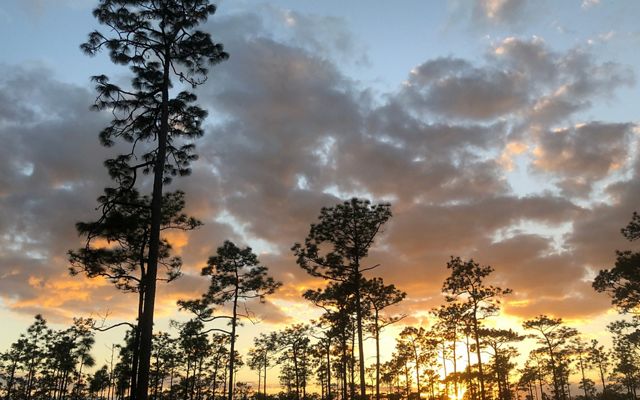 Nichols Longleaf Pine Preserve: Protecting the Giants of the Piedmont