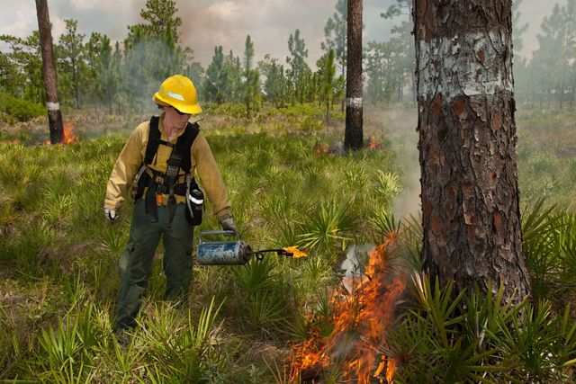 Photo of a woman using a drip torch to conduct a controlled burn in longleaf pine forest in Florida.