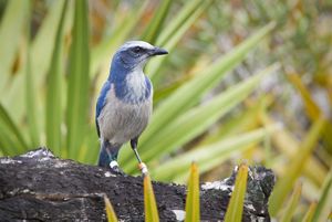 A blue and white jay with bands on both legs.