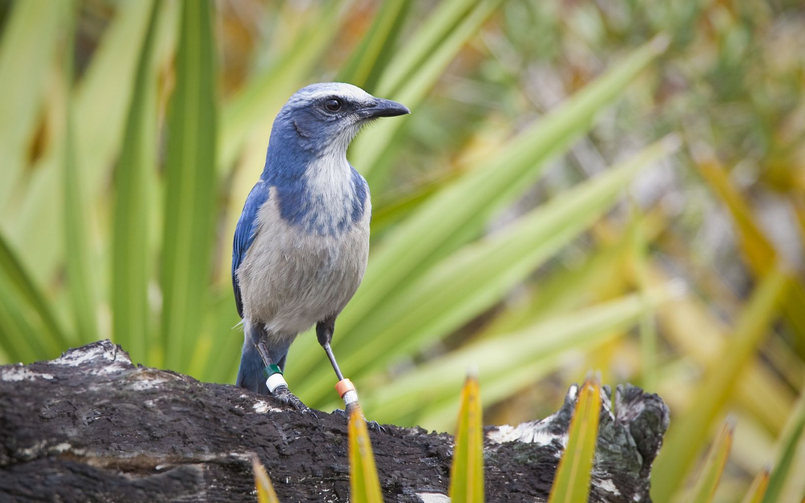 Florida Scrub Jay Florida scrub jays are endemic to Florida, meaning they're found nowhere else on Earth. They thrive in longleaf pine habitat. © David Moynahan
