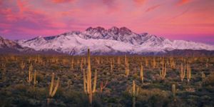 cacti in a desert with a snow covered mountain in the background during a pink sunset.