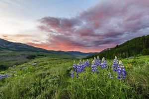 Purple wildflowers growing on grass in a valley with mountains and sunset in the background.