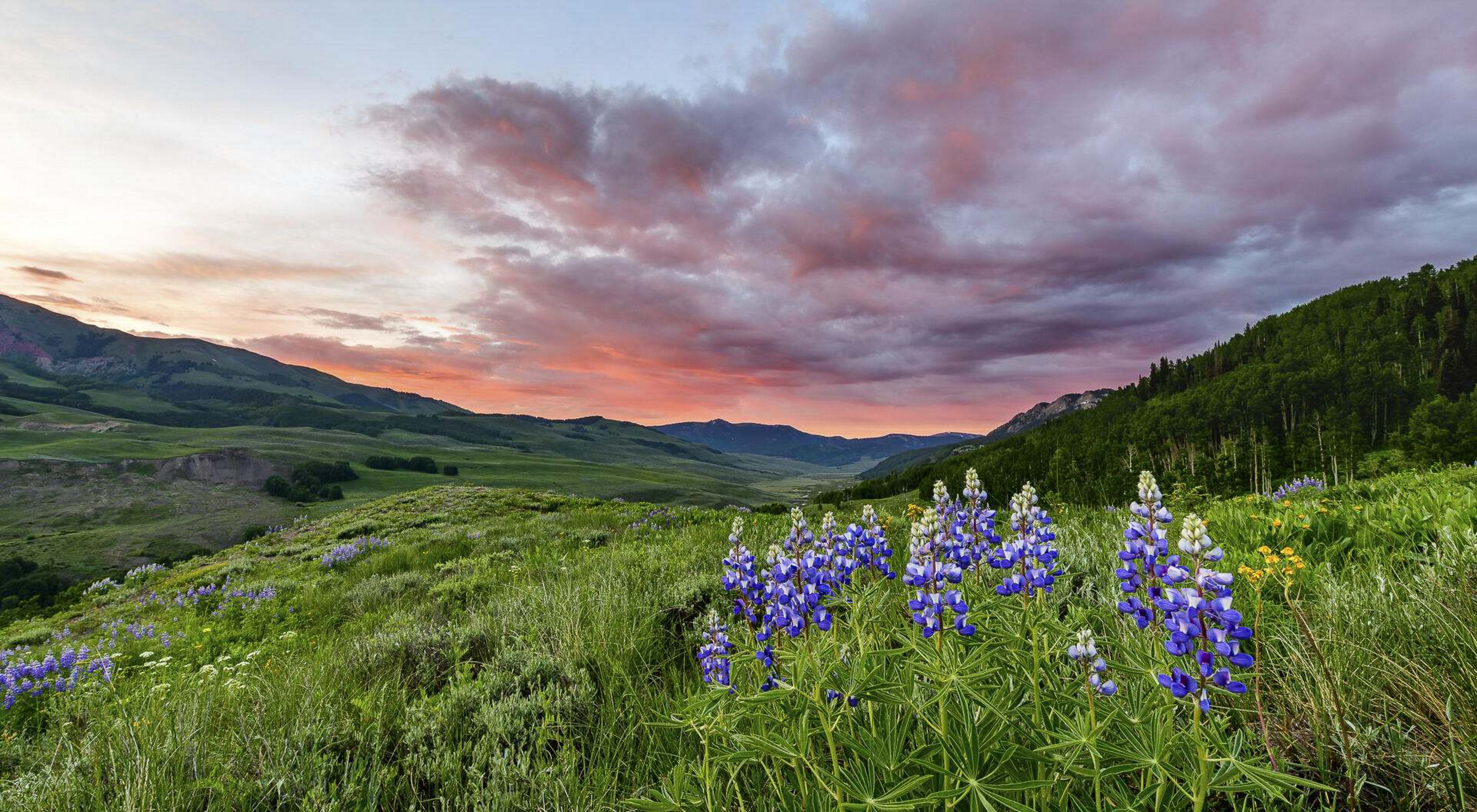 Purple wildflowers growing in a grass valley with mountains and a pink sunset in the background.