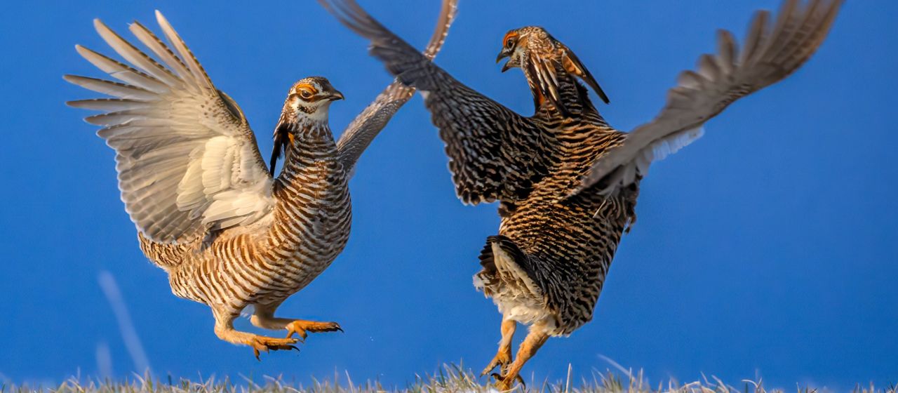 Two prairie chickens face off with wings in the air above the snow dusted ground.