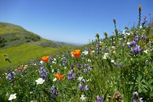 Wildflowers at Dangermond Preserve