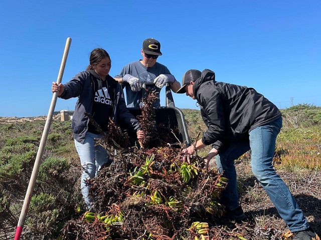Students helping with ice plant removal in a field.