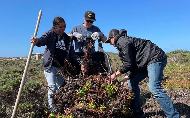 Students helping with ice plant removal in a field.