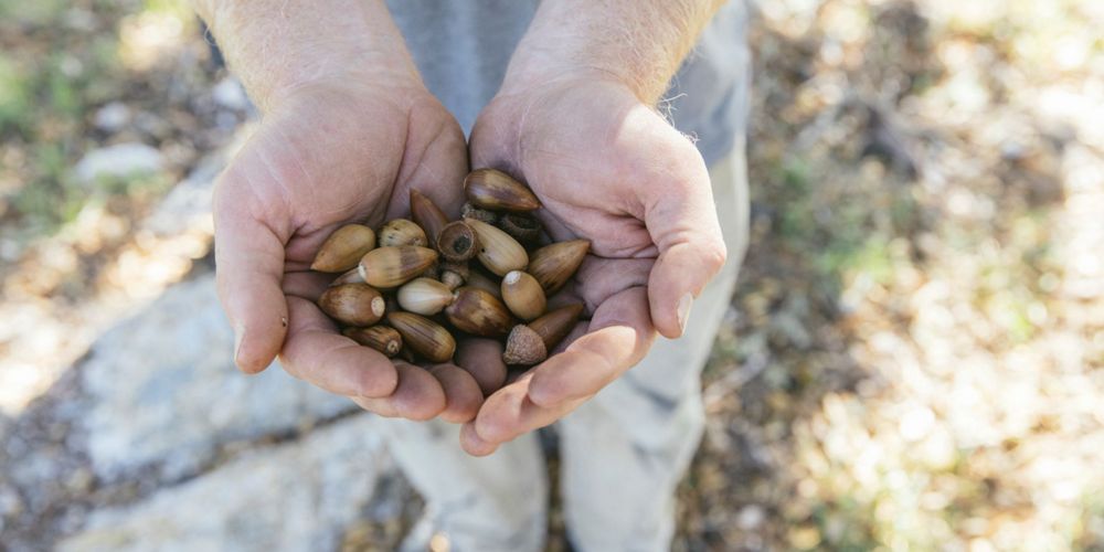 A handful of coast live oak acorns.