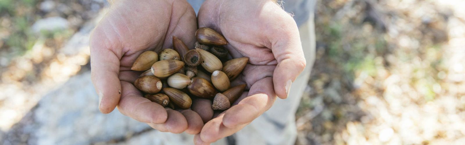 A handful of coast live oak acorns.