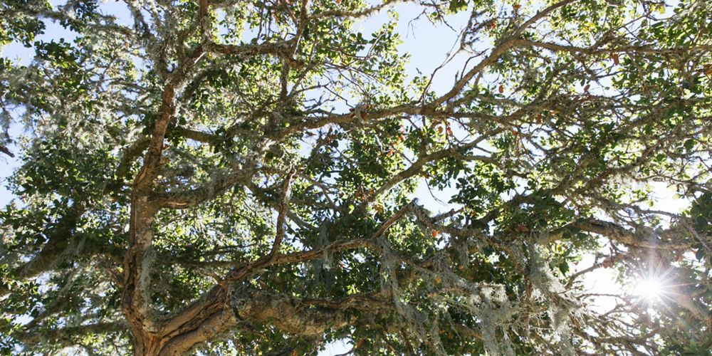 Oak Tree