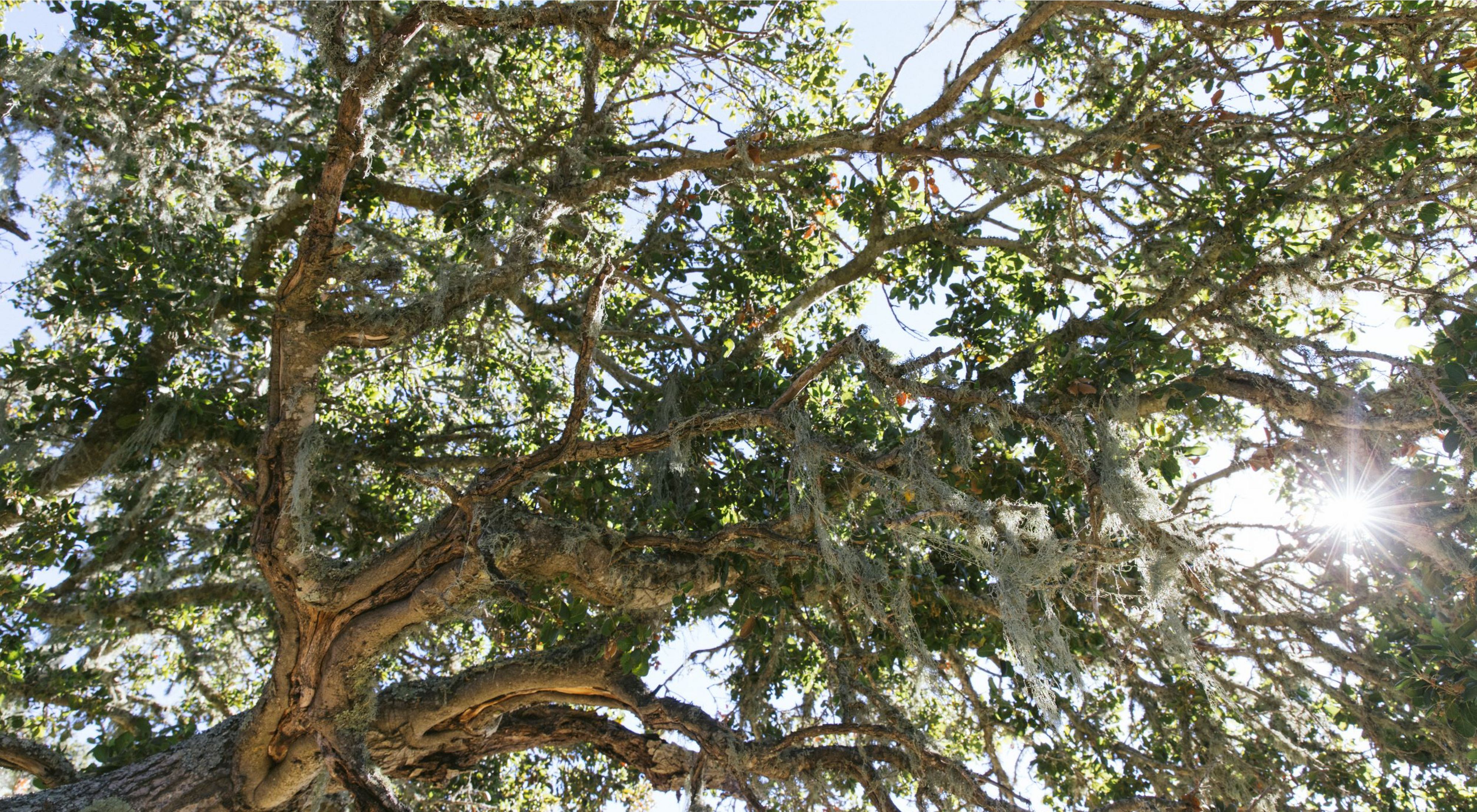 Branches of a coast live oak tree backlit by sun.