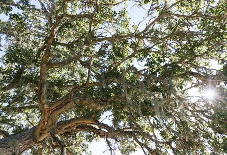 A coast live oak on the Dangermond Preserve