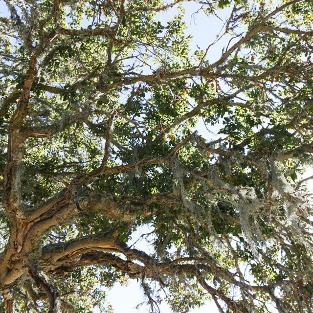 A coast live oak on the Dangermond Preserve