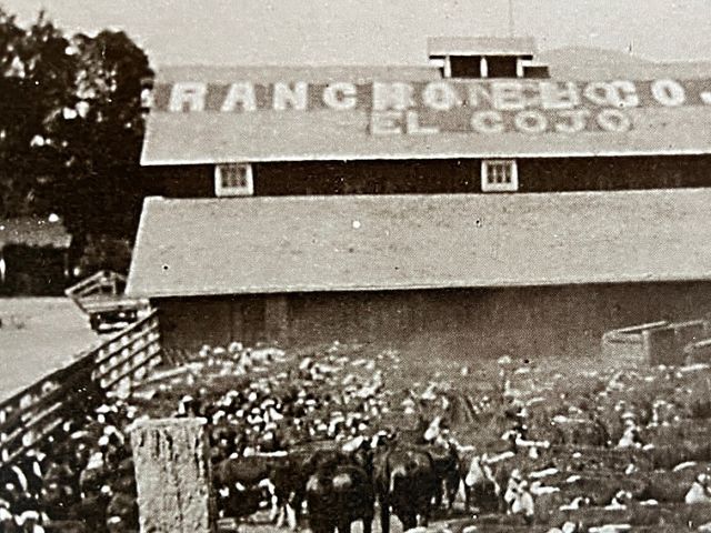 Cattle heard gathered at ranch headquarters’ corral in the 1920s.