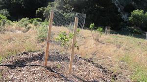A small tree planted inside a protective wire enclosure in a grassy field.
