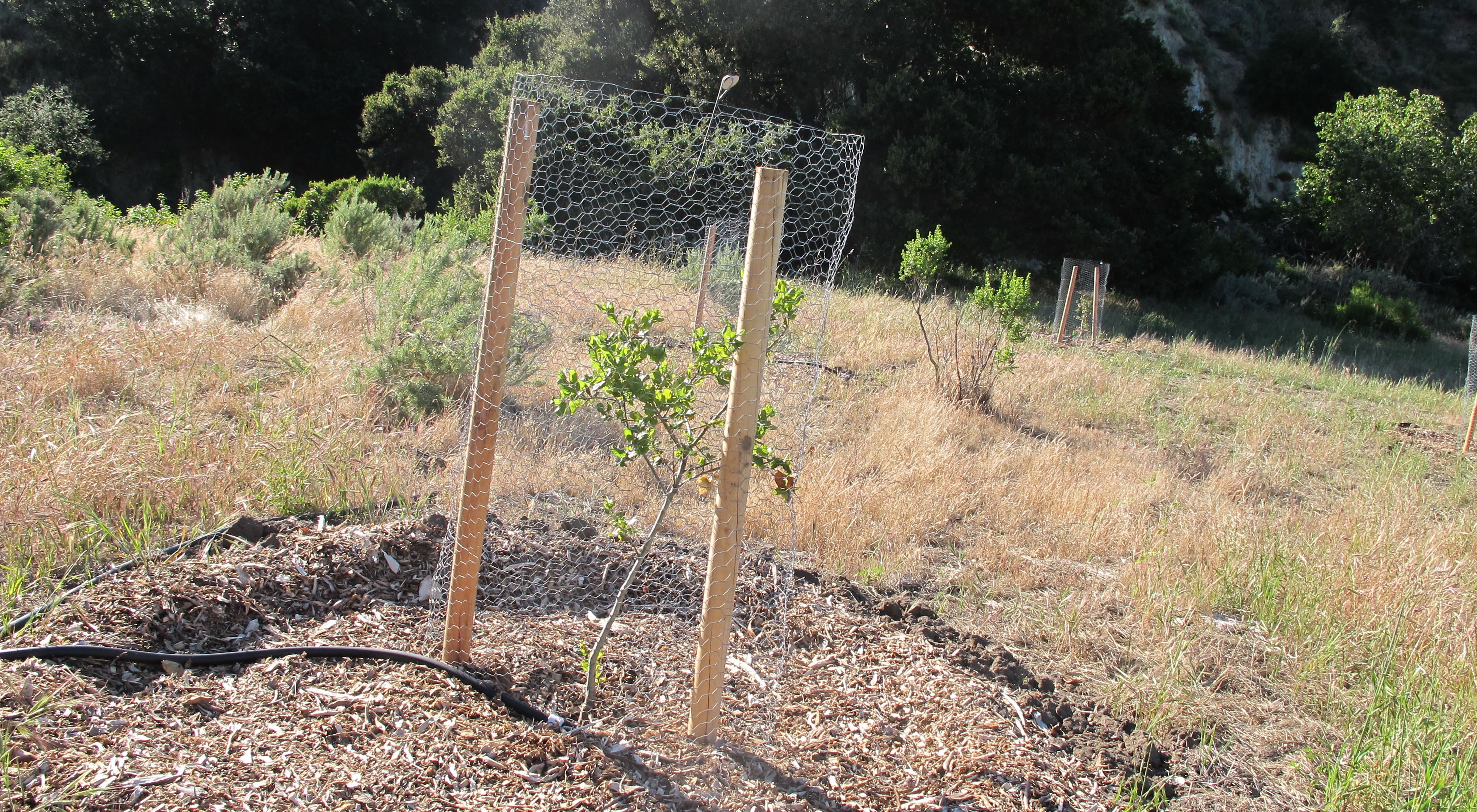 A small tree planted inside a protective wire enclosure in a grassy field.