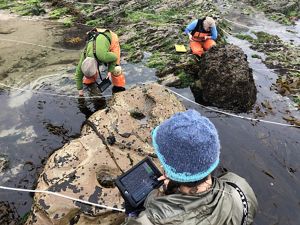 A group of three researchers work in a tidal pool, collecting data on iPads. 