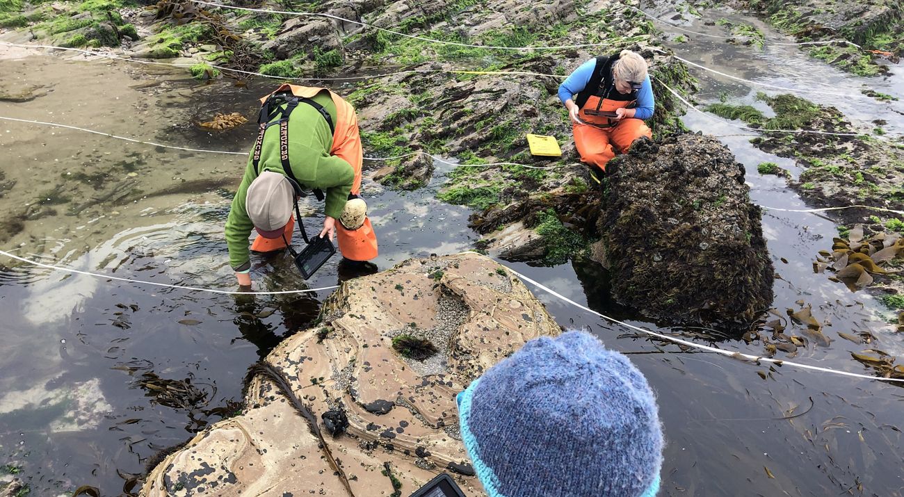 Scientists working with iPads to collect data in a tidal pool along the shore.