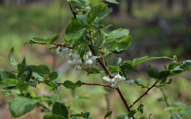 Small white flowers grow on a branch with round green leaves.