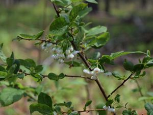 A bush grows with green leaves and downturned white flowers on its branches.