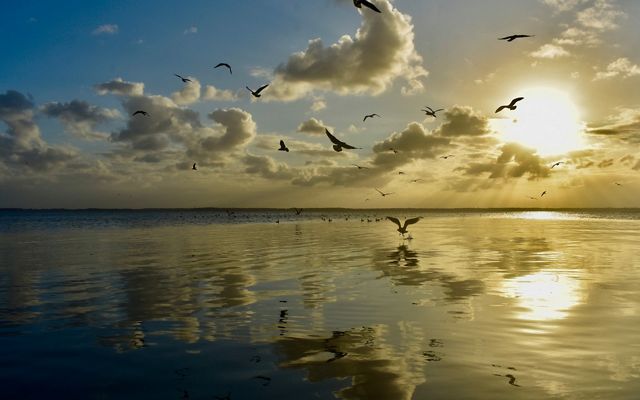 A view of a body of water during sunset with bright yellow light relfected in the water and sky, and several birds flying near the water 