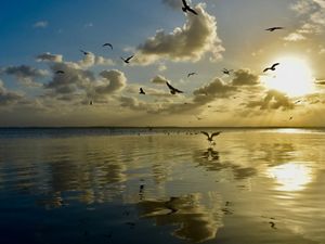 The sun sets in the center of the bay creating an a yellow reflection in the water while several shore birds fly across the horizon.