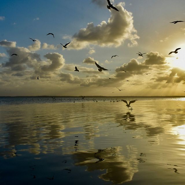 Several birds fly over a body of water as the sun sets, creating a yellow glow. 