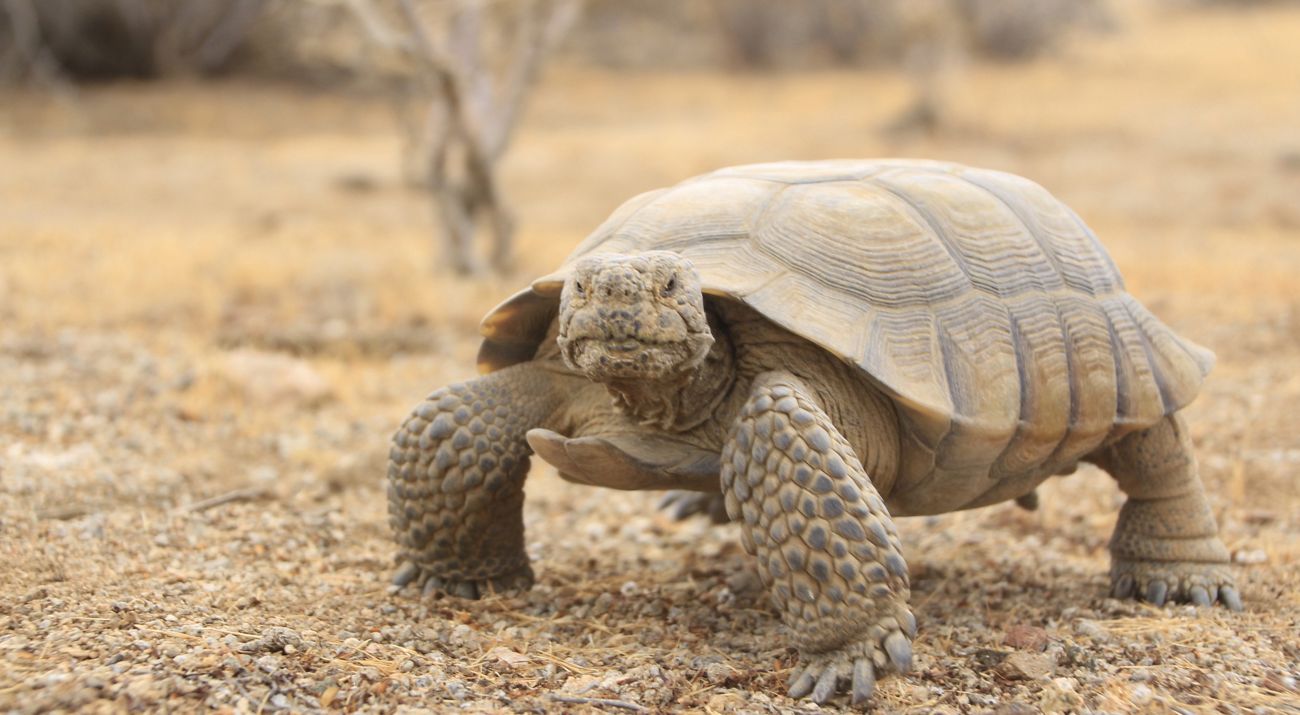 An adult desert tortoise stands in the desert.