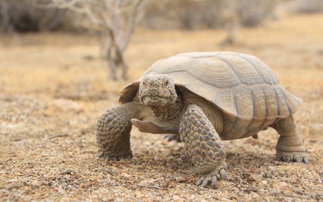Desert tortoise standing on gravel and looking at the camera.