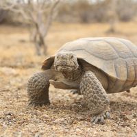 An adult desert tortoise stands in the desert.