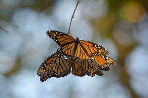 At least five butterflies with orange, black and white wings huddle together on a branch.