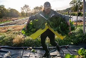 Man carrying two trays of harvested greens at sunset. 