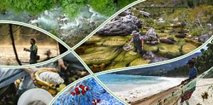 A collage features nature and conservation scenes: an aerial view of a rushing river through dense green forest; a person fly-fishing in a wooded stream; a researcher standing in a clear river collecting samples among rocks and flowing aquatic plants; a close-up of a hand holding an opened cacao pod with white pulp inside; a coastal scene with waves breaking on a sandy beach where a person stands beside fishing nets; and a vibrant underwater view of a clownfish among blue anemone, all separated by curved white and green graphic lines.