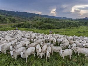 Two men on horses monitor cattle grazing in a lush mountain valley. 