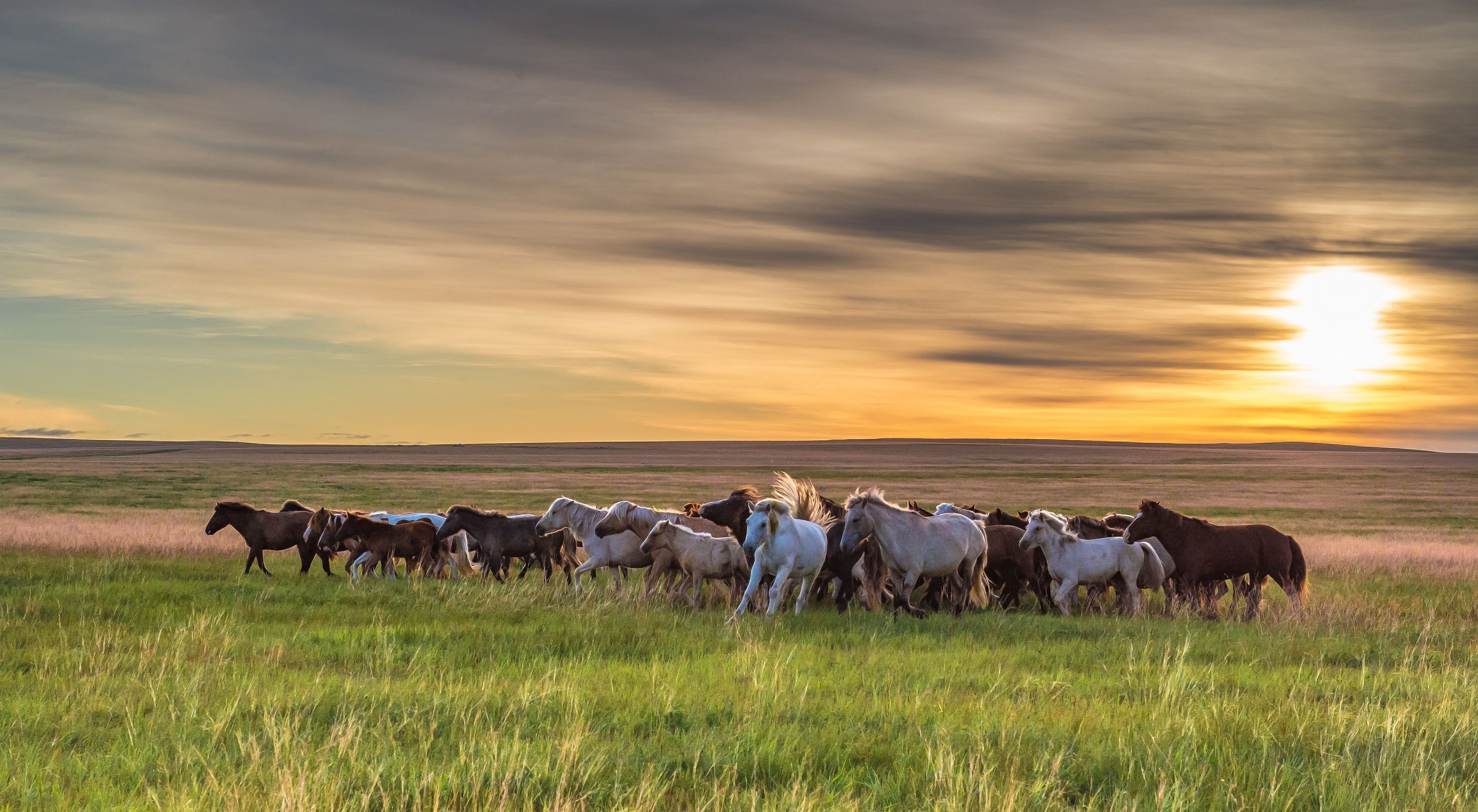 Herd of wild horses, Dornod Province, Mongolia.