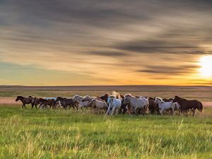 Grasslands in Mongolia.
