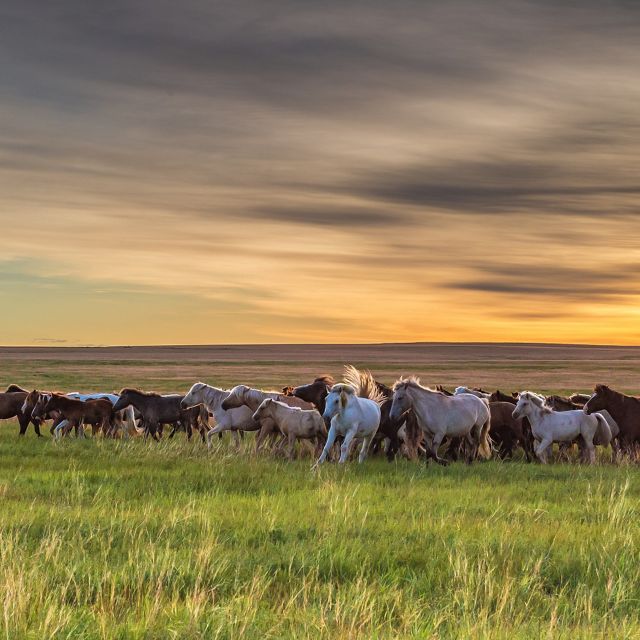Grasslands in Mongolia.