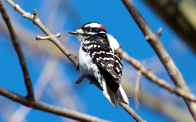 A small black, white and red fringed woodpecker rests on a tiny branch.