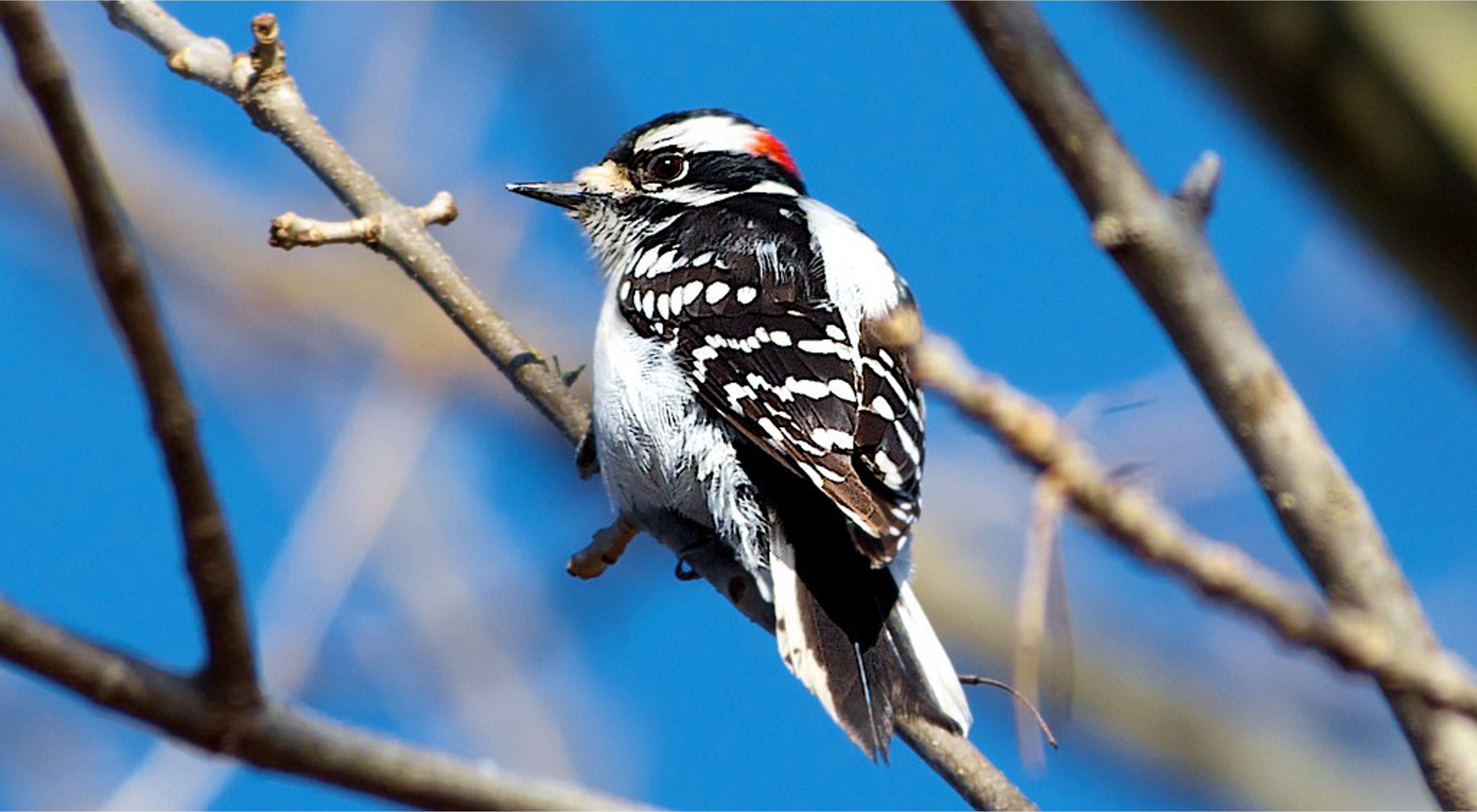 The downy woodpecker is one of the species found in the Ouachita River Nature Preserve.