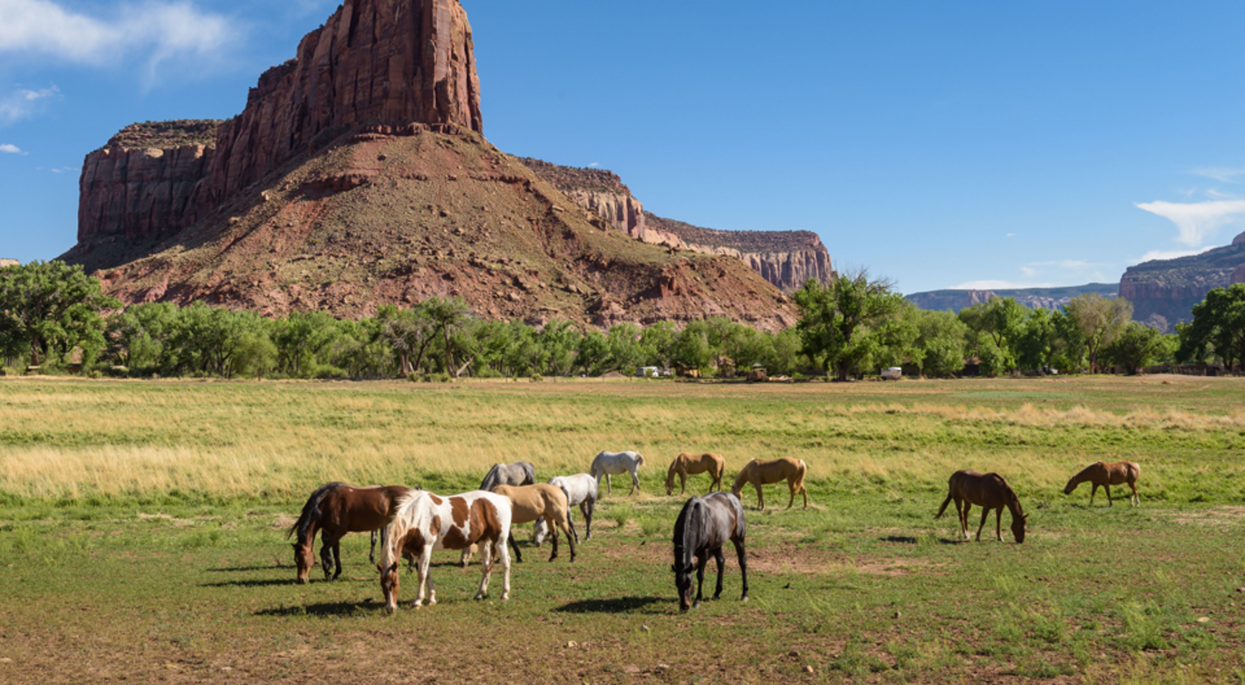 A small group of horses graze in a field of grass with a large, red stone outcropping in the distance.