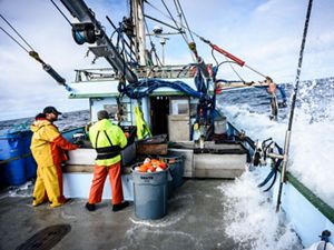 In the face of this challenge, leaders in the crab fishery are committed to working with partners like The Nature Conservancy to reduce entanglements