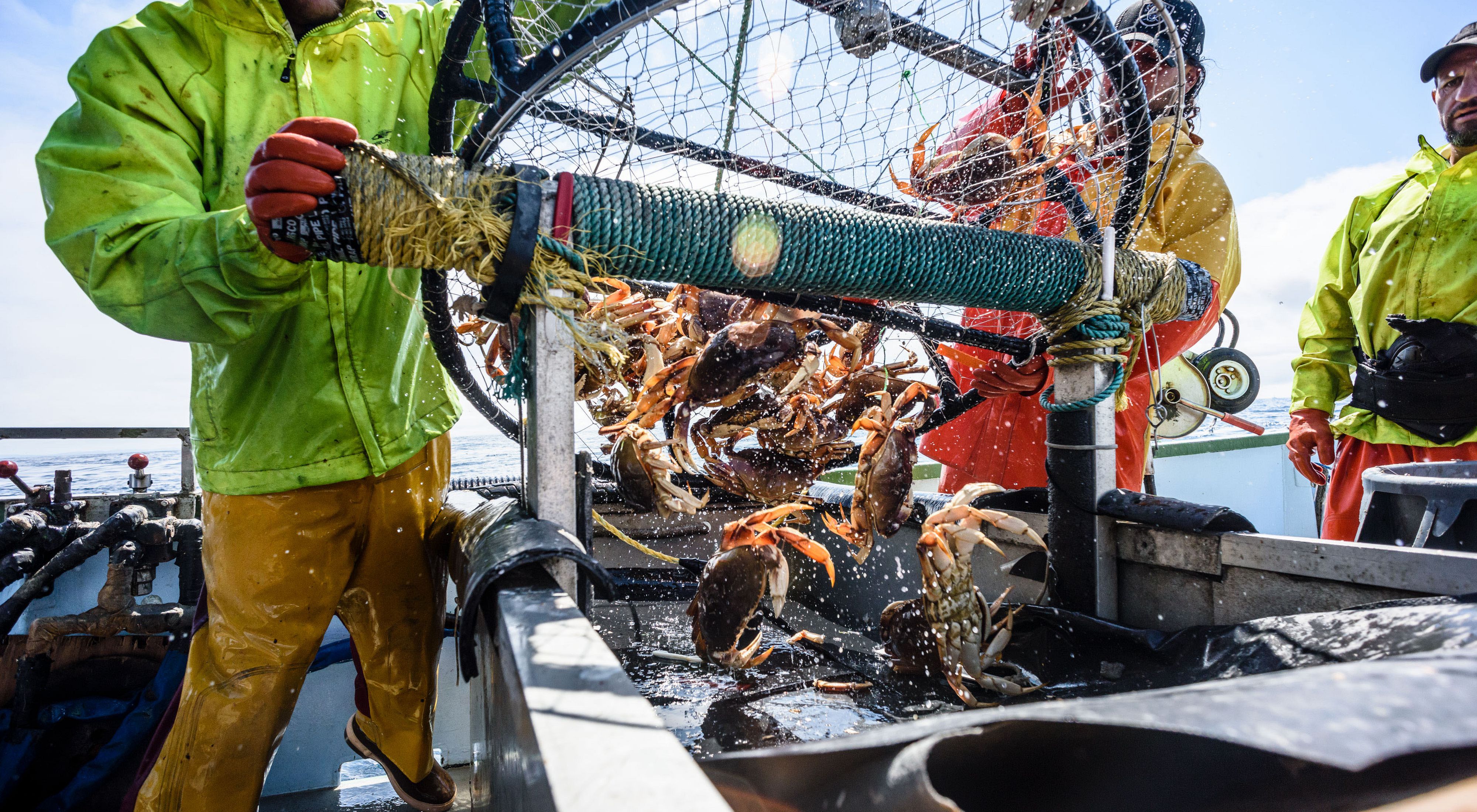 Photo of two commercial fishermen hauling in a net full of crabs.