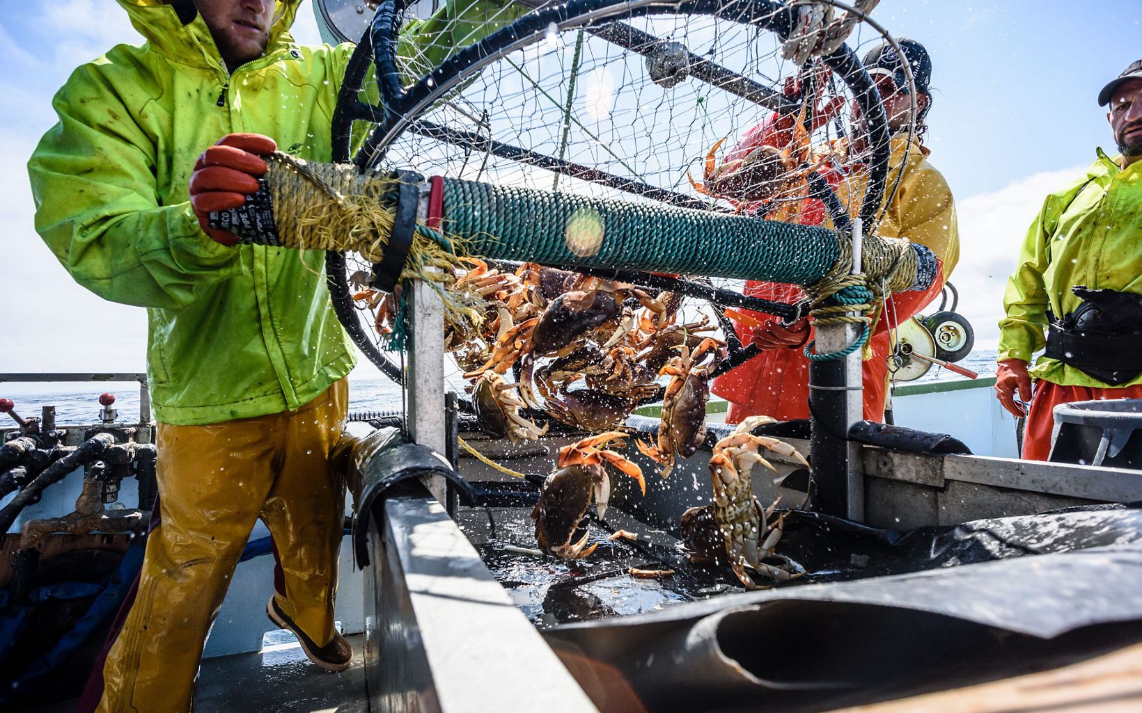 Fishermen dumping crabs from a trap onto a sorting table.