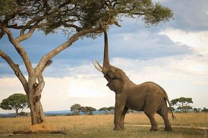 Elephant eating leaves on tree.