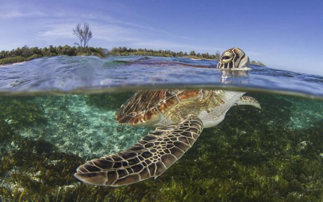 Split underwater/above-water view of a sea turtle sticking its head above the water line as it swims in clear water.