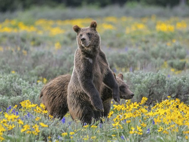 Two grizzly bears stand in a field of bright yellow flowers.