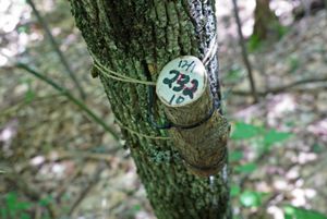 Within this section of ash tree are small parasitic wasp pupae that act as bio-controls against emerald ash borer. 