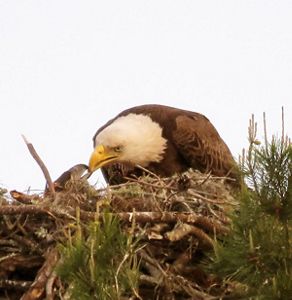 Bald Eagle Nest